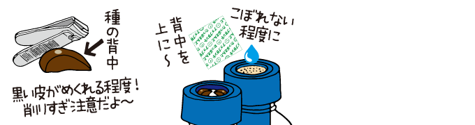 ペットマト アサガオの育て方 Schwinsen 室内園芸の専門店